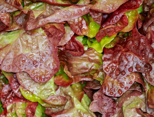 red and green leaves with water droplets