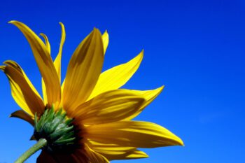 sky, yellow, flower