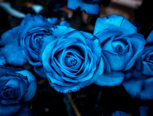 a group of blue flowers
