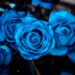 a group of blue flowers